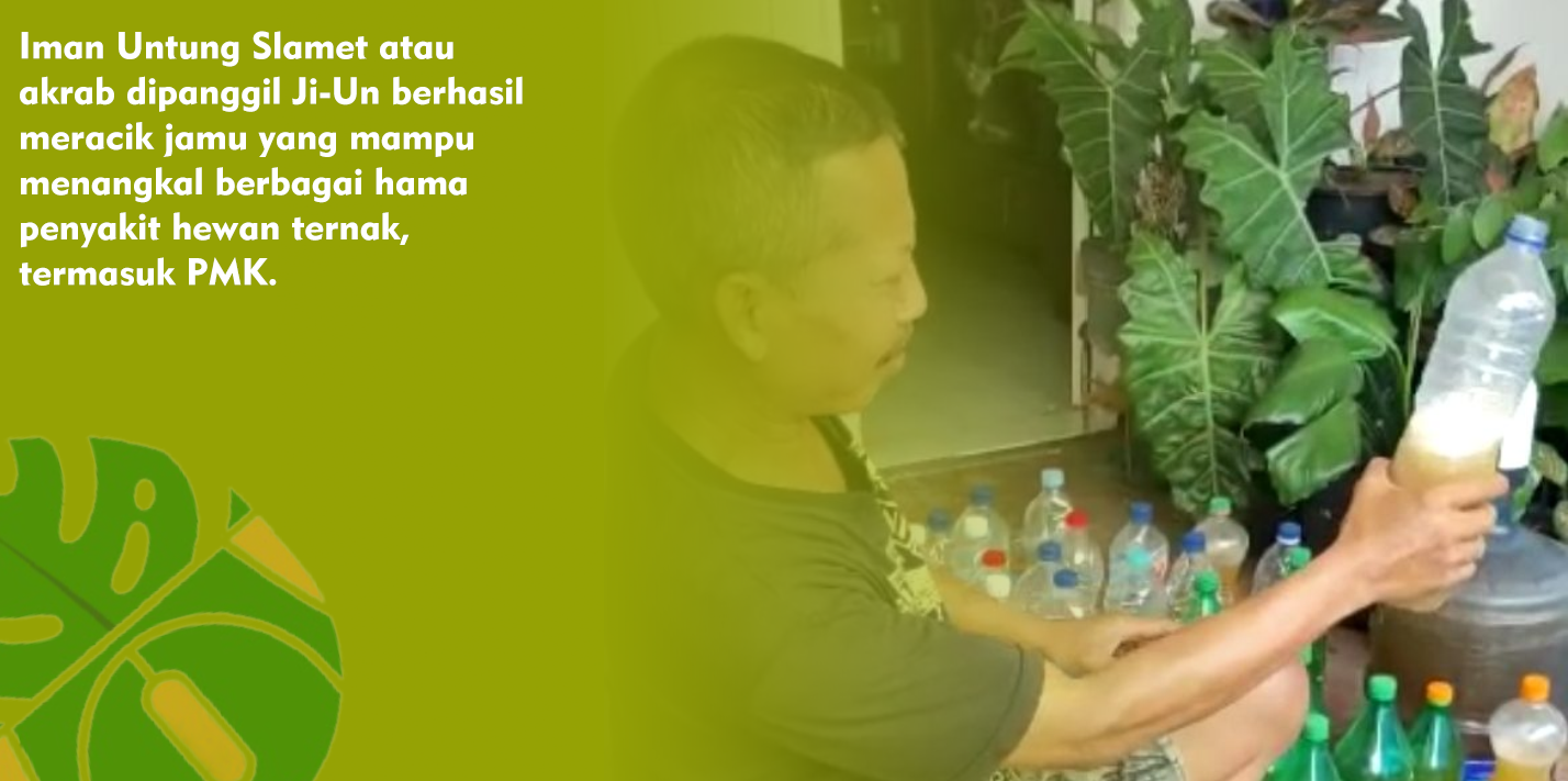 Jamu Mikroba Bang Ji-Un di Percaya Ampuh Cegah PMK Pada Hewan Kurban